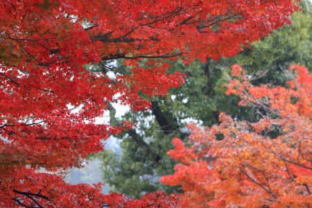Photo for Red maple leaves in the fall season - Royalty Free Image