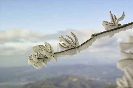 Foto de Una rama con cristales de hielo sobre el fondo de la naturaleza - Imagen libre de derechos
