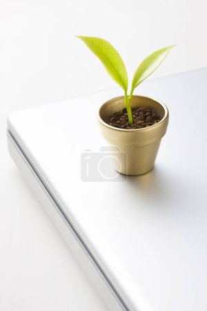Photo for Laptop with plant in pot on background, close up - Royalty Free Image