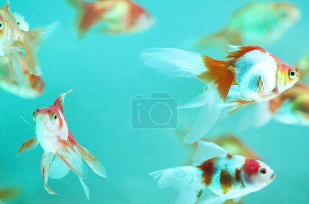 Foto de Hermoso pez dorado nadando en el acuario en el fondo - Imagen libre de derechos