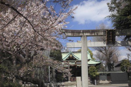 Foto de Flor de cerezo en el parque de la ciudad de Japón - Imagen libre de derechos
