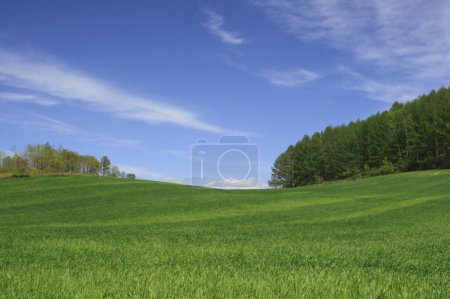 Foto de Hermoso paisaje con campo verde y cielo azul con nubes - Imagen libre de derechos