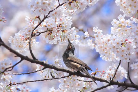 Foto de Lindo pájaro y cereza flores en japón - Imagen libre de derechos