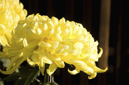 Téléchargez les photos : Belles fleurs de chrysanthème sur le fond, gros plan - en image libre de droit