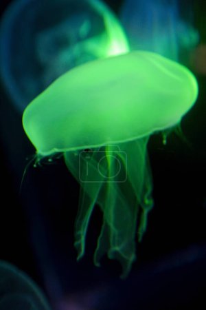 beautiful jellyfish floating in sea water