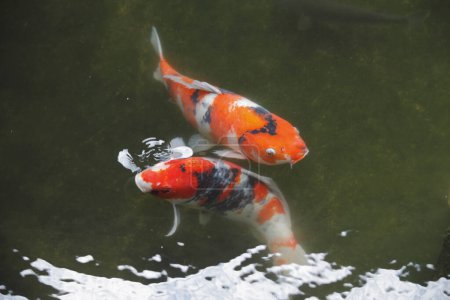 Photo for Japanese koi carp fish swim in water - Royalty Free Image