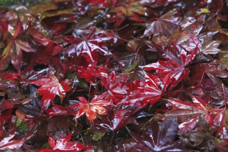 Photo for Red maple leaves in the fall season - Royalty Free Image