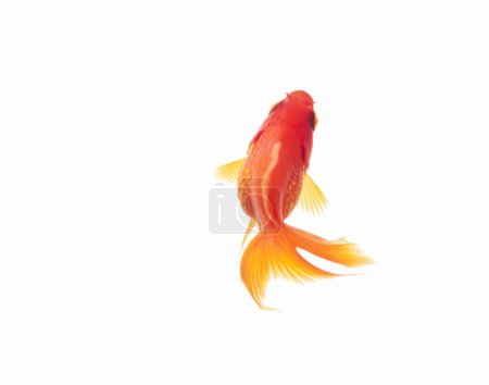 Foto de Hermoso pez de oro aislado sobre fondo blanco - Imagen libre de derechos