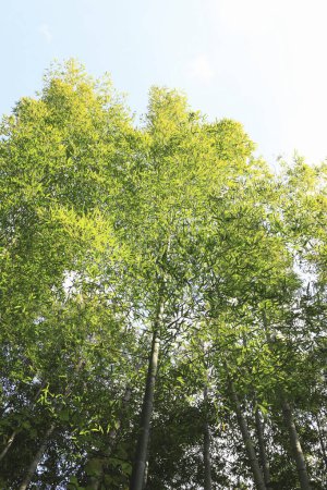 Téléchargez les photos : Arbres verts dans la forêt, jour d'été - en image libre de droit