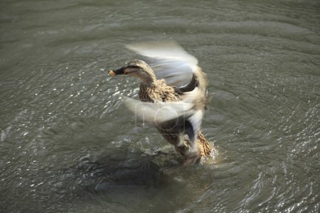 Téléchargez les photos : Canard mignon avec de belles ailes sur l'étang dans le parc. - en image libre de droit