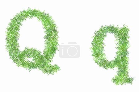 Foto de Letras florales del alfabeto verde sobre fondo blanco, letra Q - Imagen libre de derechos