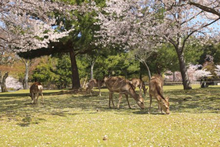 Téléchargez les photos : Pâturage de cerfs dans la prairie du parc Nara - en image libre de droit