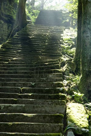 Téléchargez les photos : Belle vue sur le vieux chemin de pierre dans la forêt verte - en image libre de droit