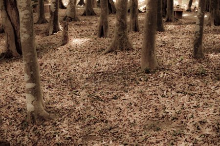 Téléchargez les photos : Beau paysage d'automne avec des arbres et des feuilles tombées dans la forêt. - en image libre de droit