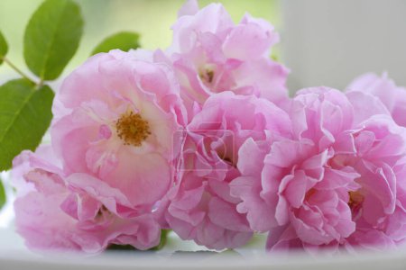 Photo for Beautiful pink roses on  background, close up - Royalty Free Image