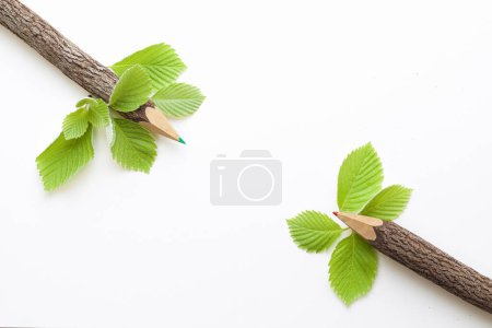 Foto de Lápices con hojas de árbol aisladas sobre fondo blanco - Imagen libre de derechos