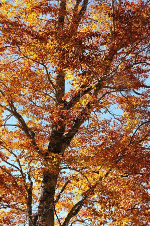 Foto de Hermoso paisaje con árboles de otoño, fondo de follaje de otoño - Imagen libre de derechos