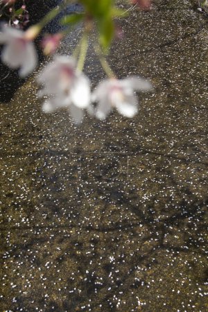 Foto de Hermosas flores de primavera en ramitas de árboles florecientes sobre el agua - Imagen libre de derechos