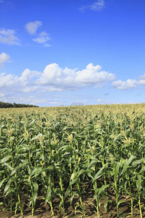 Photo for Beautiful view of the field with corn plants - Royalty Free Image