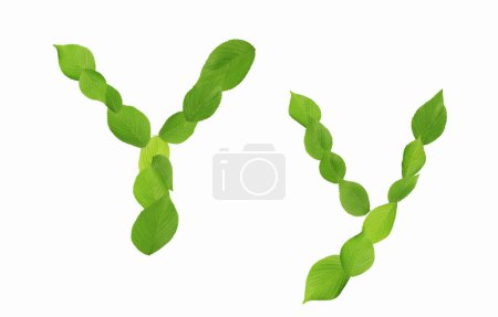 Téléchargez les photos : Lettre Y faite de feuilles vertes isolées sur fond blanc - en image libre de droit