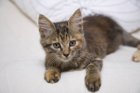 Téléchargez les photos : Petit chaton rayé sur un canapé - en image libre de droit