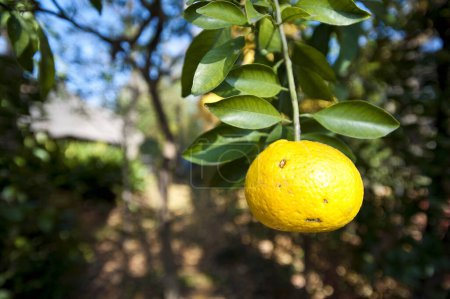 Téléchargez les photos : Citron vue rapprochée sur la branche d'arbre - en image libre de droit