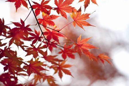 Photo for Autumn leaves close up view, nature background - Royalty Free Image