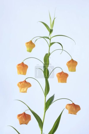 Photo for Pendulous orange Chinese lantern lilies, often known as Christmas bells with leaves in shape of lance - Royalty Free Image