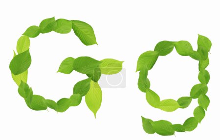 Photo for G letter made of green leaves isolated on white background - Royalty Free Image