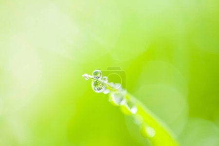 Foto de Planta verde con gotas de rocío de cerca - Imagen libre de derechos