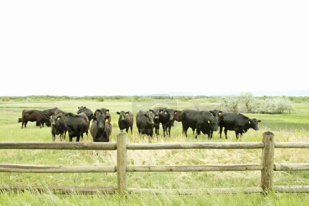Foto de Vacas pastando en la granja durante el día - Imagen libre de derechos