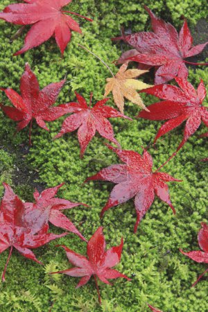 Photo for Beautiful bright autumn maple leaves on green moss in forest - Royalty Free Image