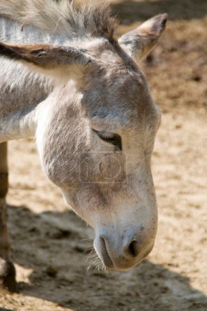Photo for Donkey animal in the farm on background, close up - Royalty Free Image