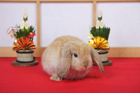 Photo for Cute rabbit sitting on the table - Royalty Free Image