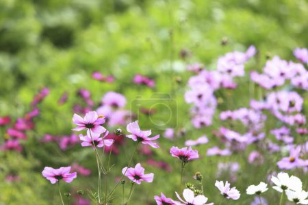 Foto de Primer plano de las flores que crecen en el campo - Imagen libre de derechos