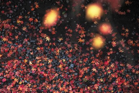 Foto de Hojas de arce rojo en la temporada de otoño - Imagen libre de derechos