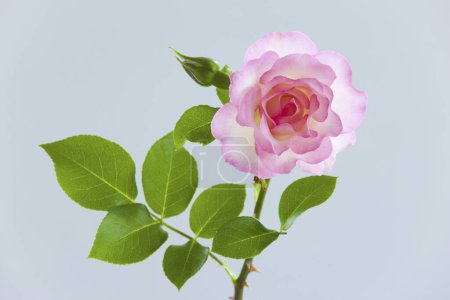 Foto de Hermosa flor rosa en el fondo, de cerca - Imagen libre de derechos