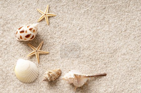 Photo for Summer seashells on sand beach background - Royalty Free Image