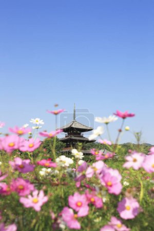 Téléchargez les photos : Belle vue sur les fleurs du cosmos et le temple Hokiji - en image libre de droit