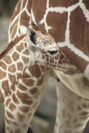 Photo for Close-up view of beautiful giraffes in the zoo - Royalty Free Image