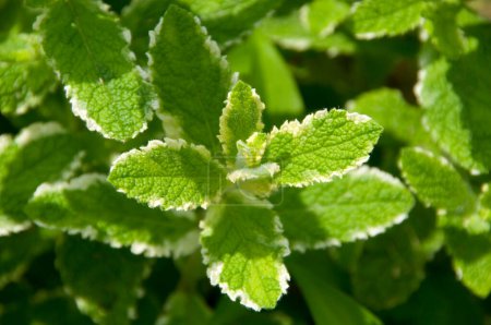 Photo for Mint leaves in garden - Royalty Free Image