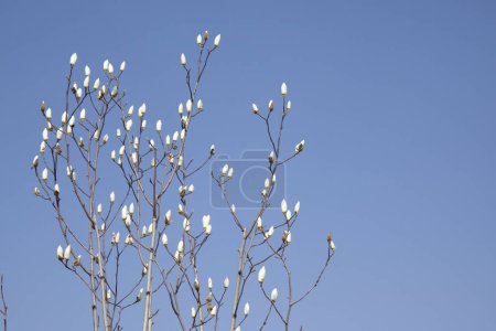 Foto de Un primer plano de flores de magnolia blanca con fondo de cielo azul - Imagen libre de derechos
