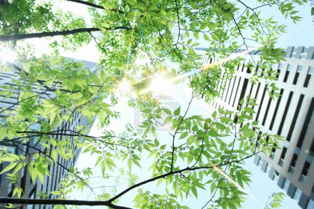 Téléchargez les photos : Branches d'arbres verts avec des immeubles de bureaux modernes, vue du bas - en image libre de droit