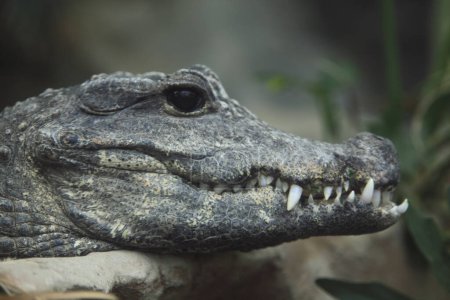 Foto de Vista de cerca de cocodrilo peligroso con dientes grandes en el zoológico - Imagen libre de derechos