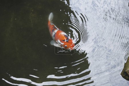 Foto de Pez carpa koi japonés nadar en el agua - Imagen libre de derechos