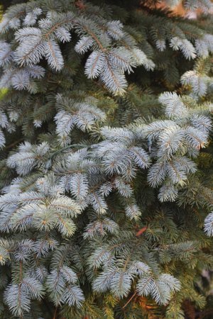 Photo for Green fir tree branches with needles, close up view - Royalty Free Image