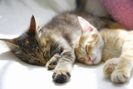 Téléchargez les photos : Gros plan de chatons domestiques mignons - en image libre de droit