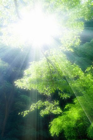 Téléchargez les photos : Arbres verts et rayons du soleil dans la forêt - en image libre de droit