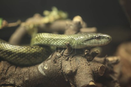Foto de Vista de primer plano de reptil serpiente, animal exótico - Imagen libre de derechos