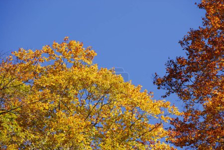Téléchargez les photos : Feuilles jaunes, orange et vertes colorées et lumineuses sur les arbres - en image libre de droit